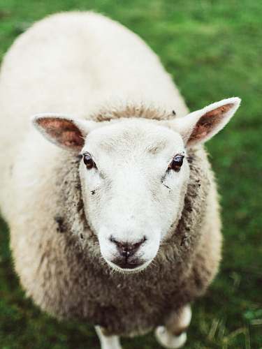 united kingdom white sheep sheep